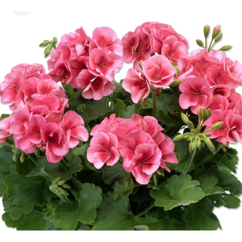 Pelargonium Summer Lovers Peach – 10.5cm Pot