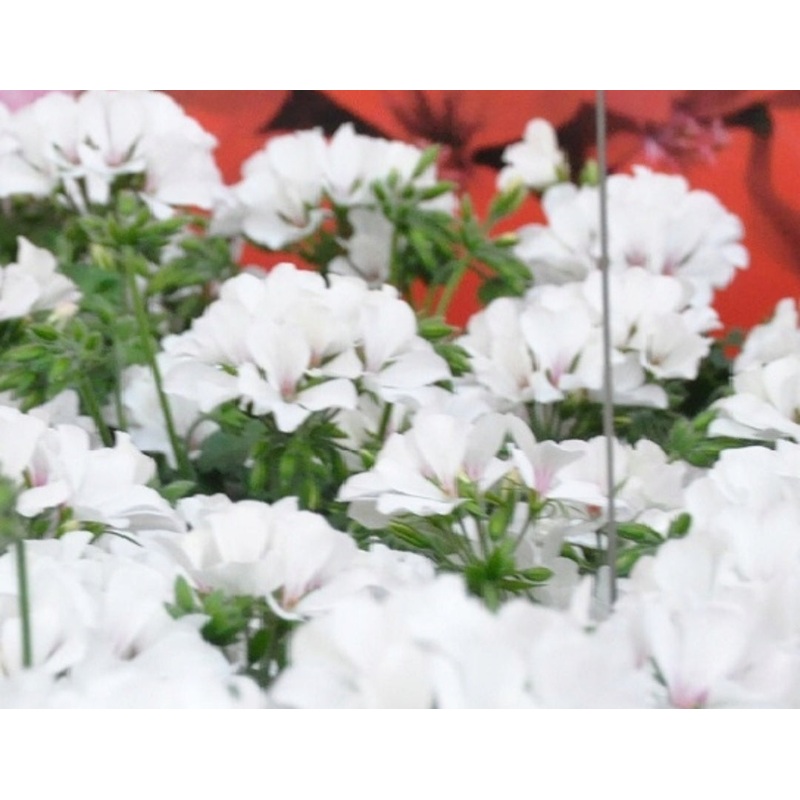 Pelargonium Summer Lovers White – 10.5cm Pot