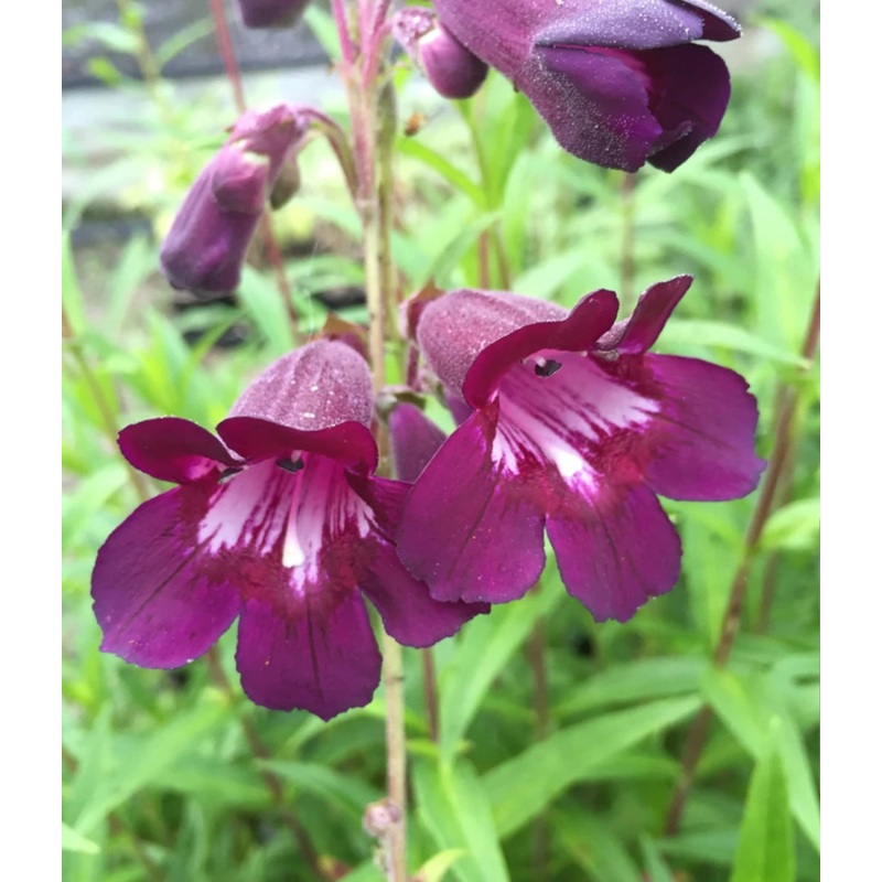 Penstemon ‘Blackbird’|9cm Pot|1 Litre Pot