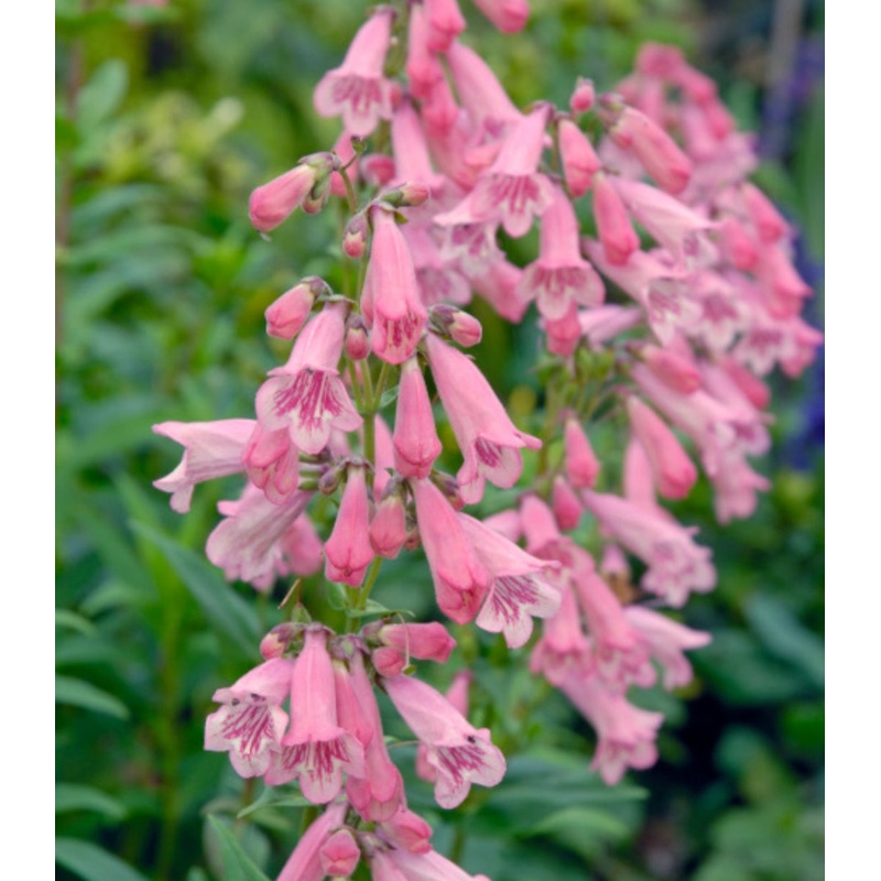Penstemon ‘Hidcote Pink’|9cm Pot|1Litre Pot