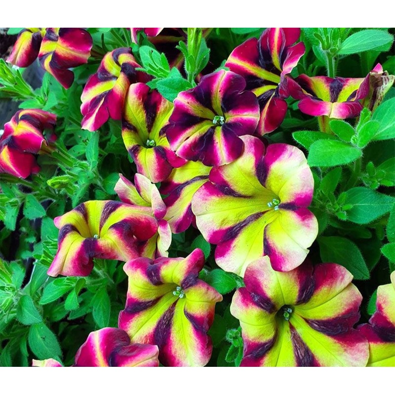 Petunia Burgundy Vanilla – 10.5cm Pot