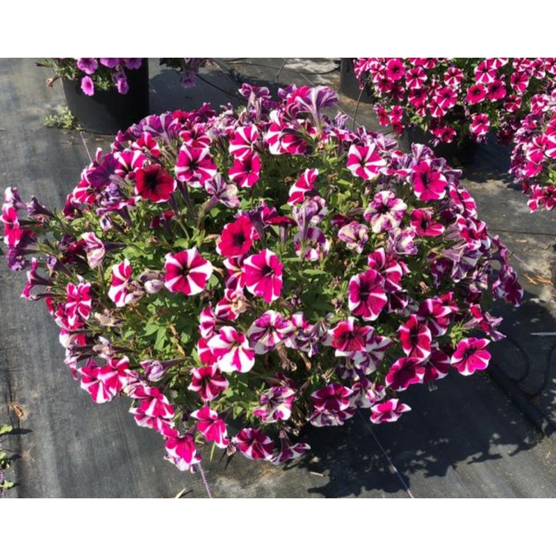 Petunia Magenta Star