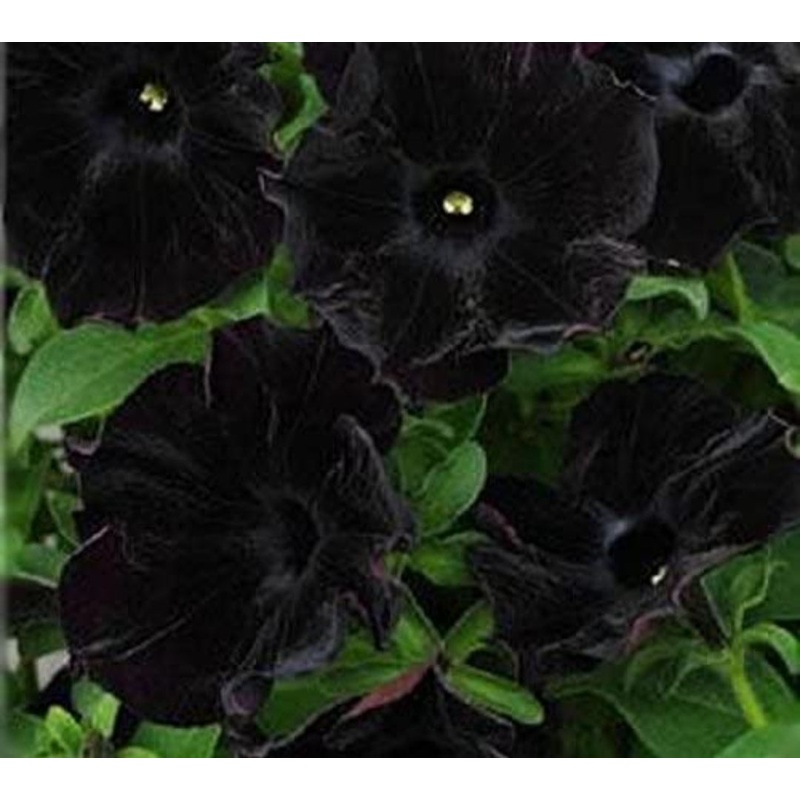 Petunia Pegasus Patio Back to Black – 10.5cm Pot