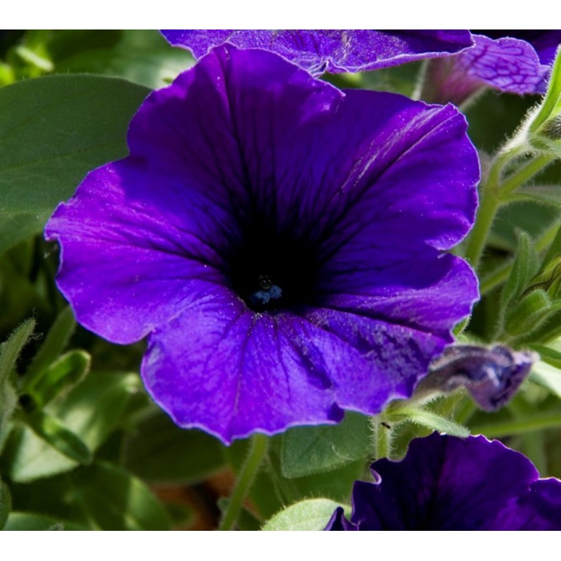 Petunia Pegasus Patio Blue – 10.5cm Pot