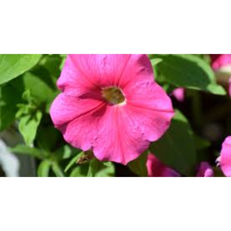 Petunia Pegasus Patio Rose – 10.5cm Pot