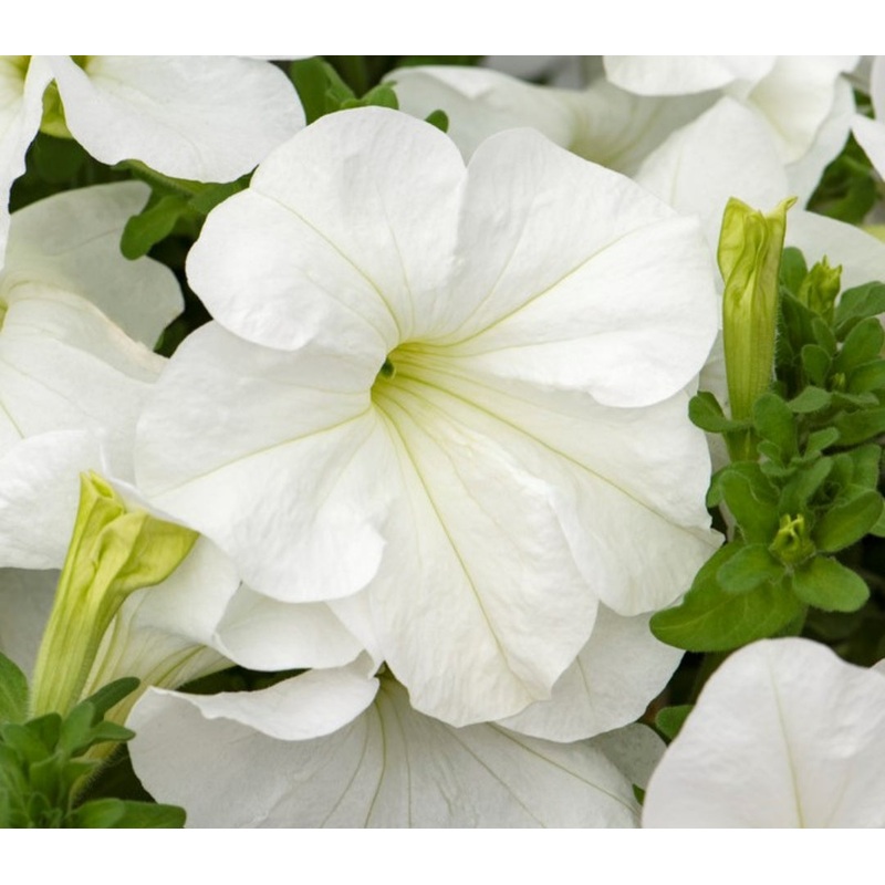 Petunia Pegasus Patio White – 10.5cm Pot