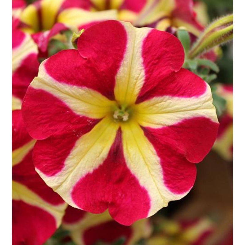 Petunia Pegasus Queen of Hearts – 10.5cm Pot