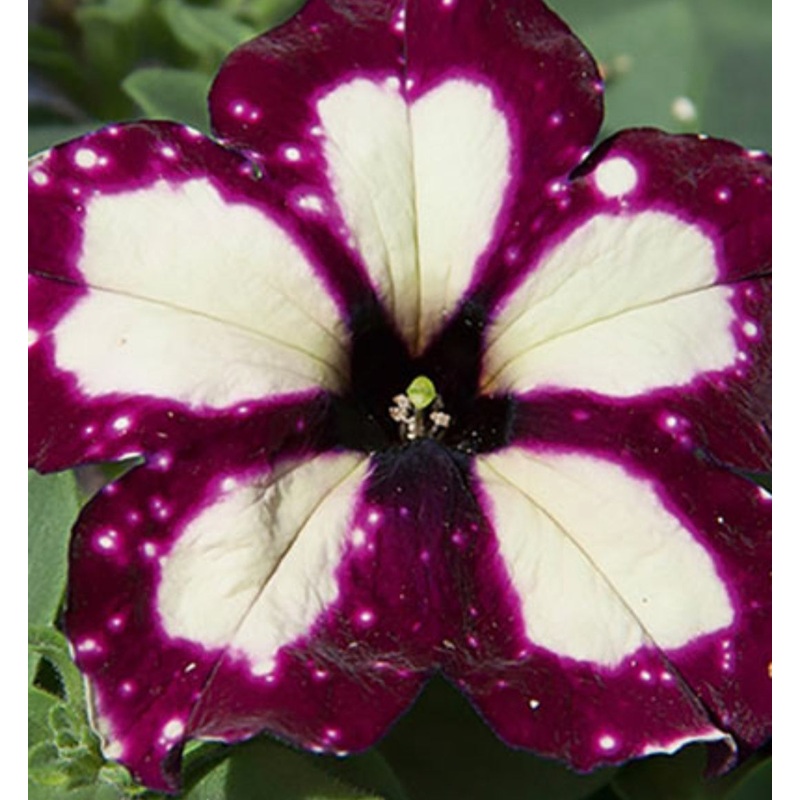 Petunia Pegasus Special Thunderstorm – 10.5cm Pot