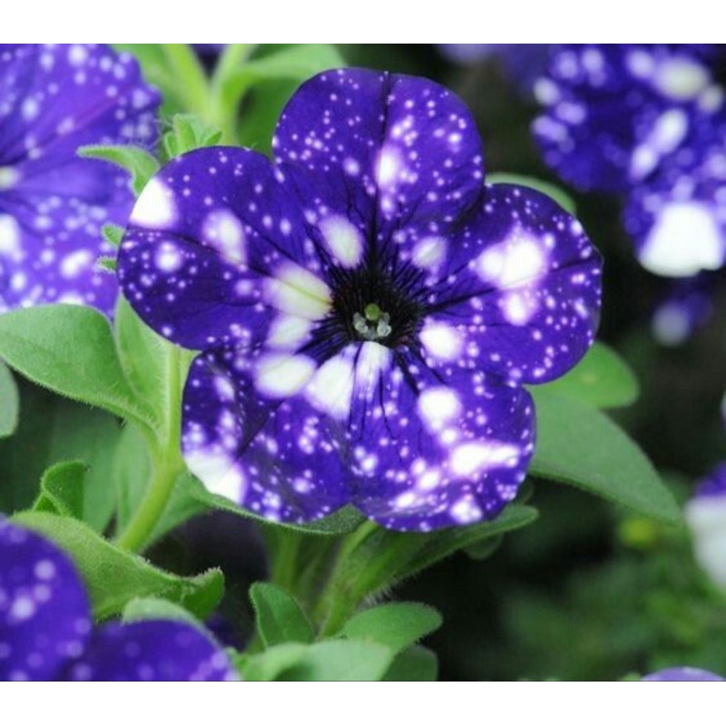 Petunia StarTunia Blue – 10.5cm Pot
