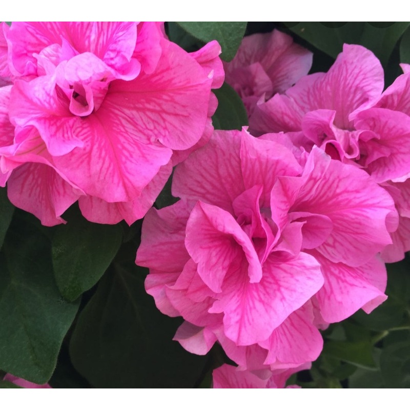 Petunia Tumbelina Candyfloss – 10.5cm Pot