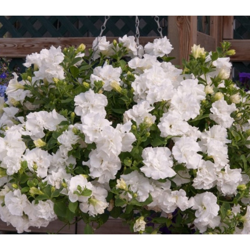 Petunia Tumbelina Diana – 10.5cm Pot