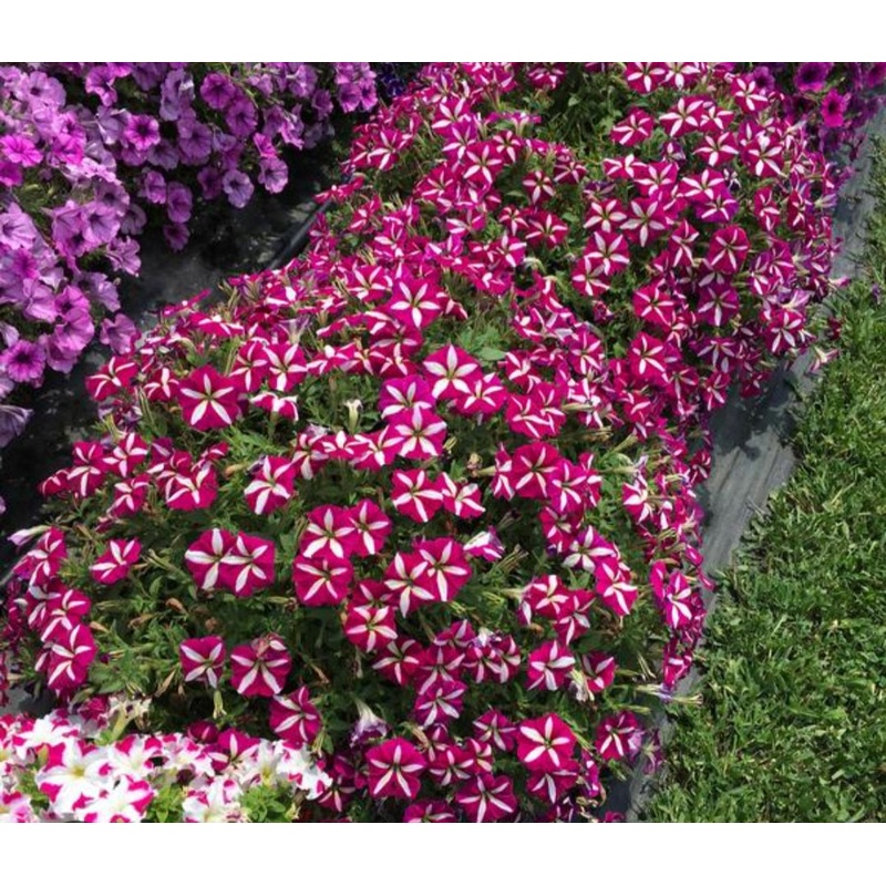 Petunia Violet Bicolor – 10.5cm Pot