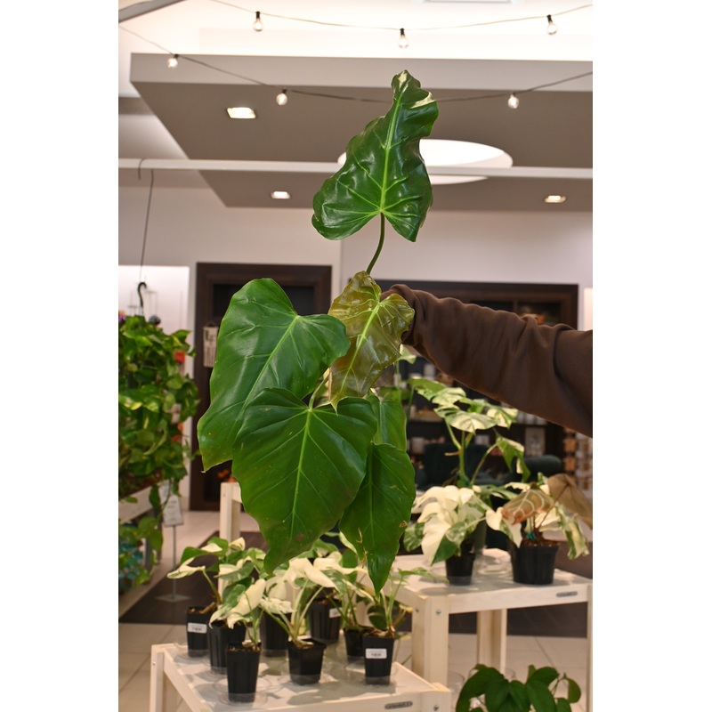 Philodendron Bernardopazi|4″|8″