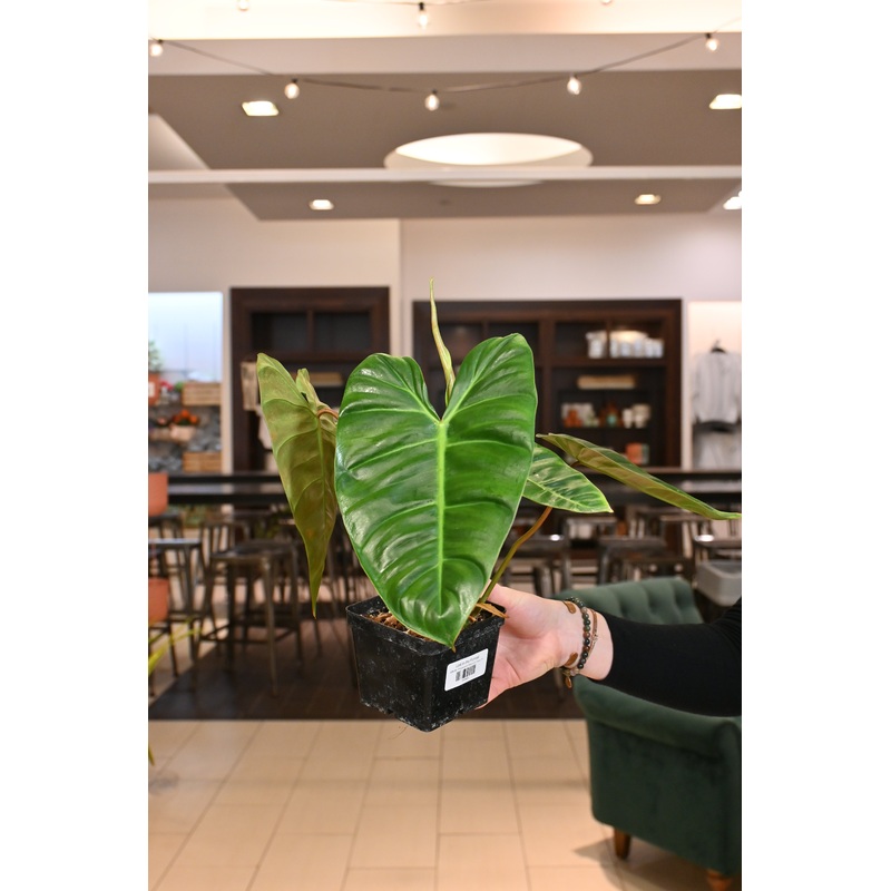 Philodendron Billie x El Choco