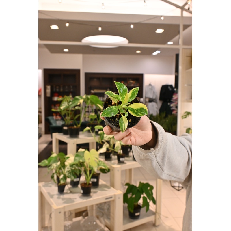 Philodendron Congo Nuclear|3″