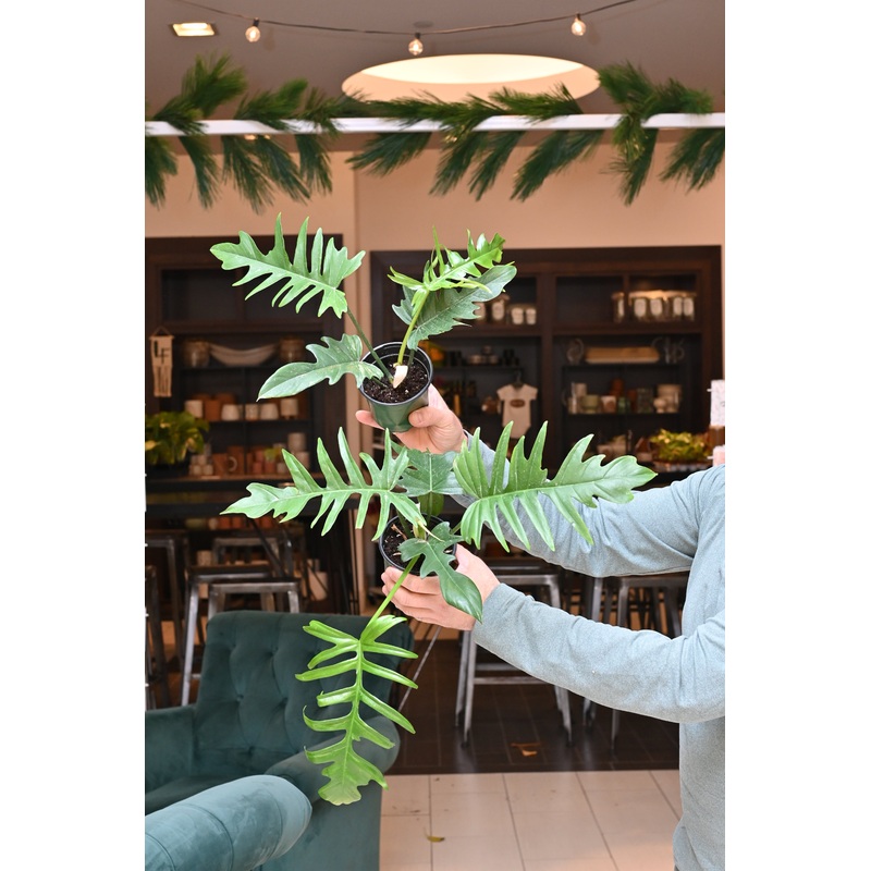 Philodendron Florida Beauty X Tortum Green