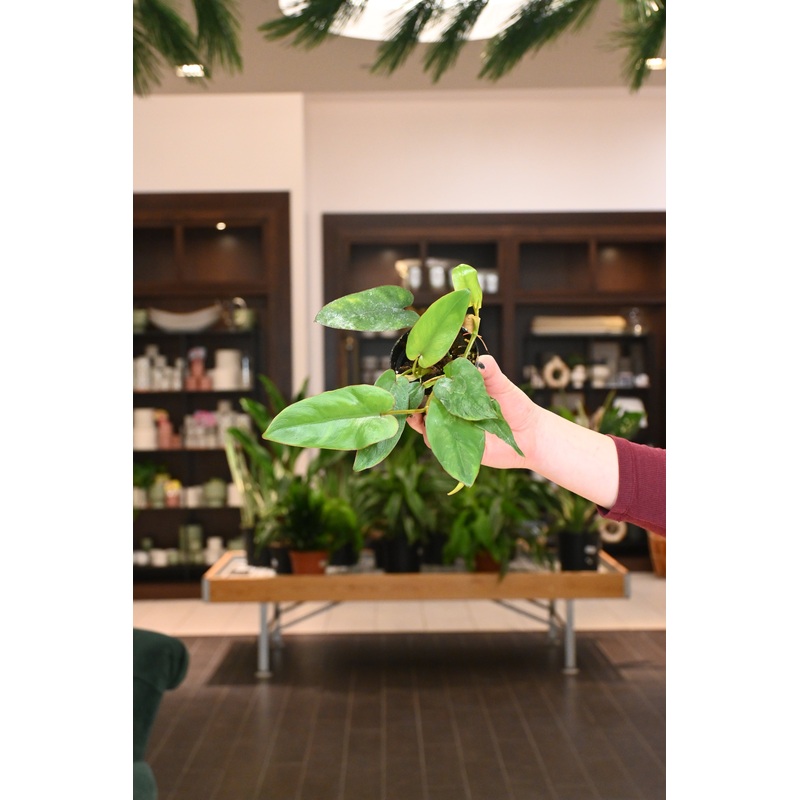 Philodendron Recurvifolium|3″
