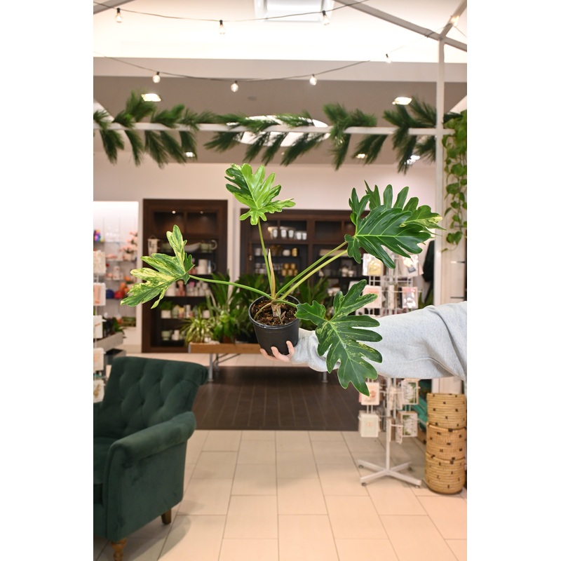 Philodendron Williamsii Variegated