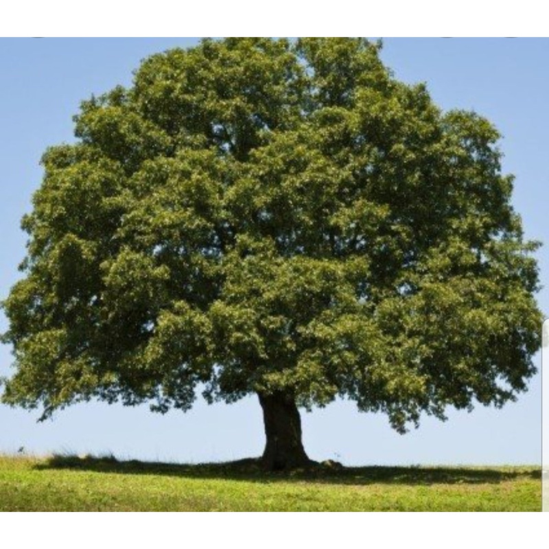 Quercus Robur (English Oak) – 10 Litre Pot