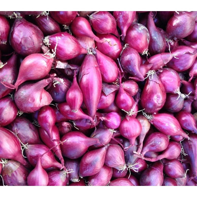 Red Baron Onion Sets – 50 Sets