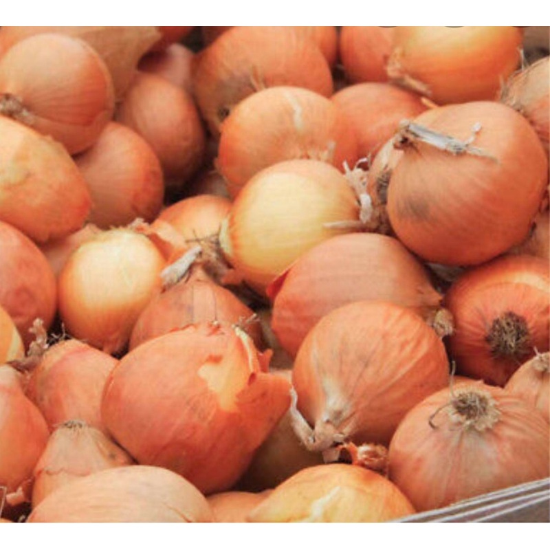 Red Sun Shallots (8 Shallots)