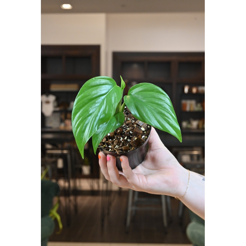 Rhaphidophora Pertusa|4″