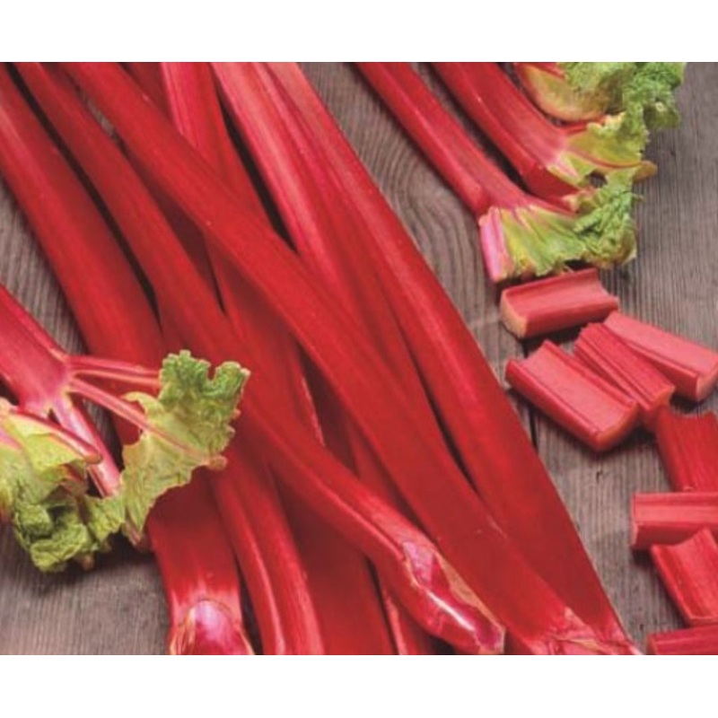 Rhubarb Holsteiner – 1 Bareroot Plant