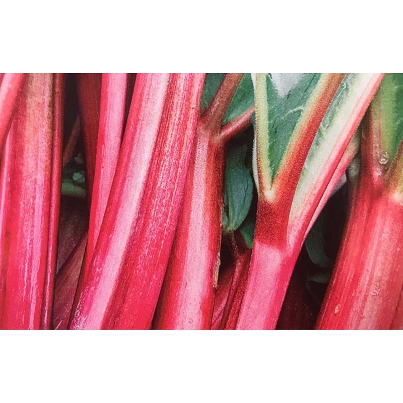 Rhubarb Red Champagne – 1 Bareroot Plant