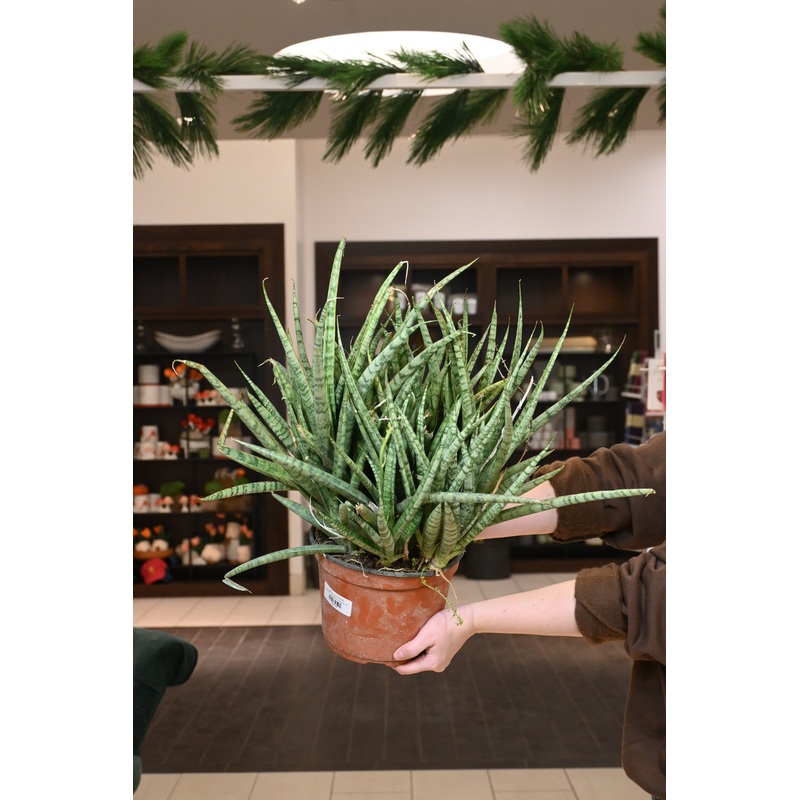 Sansevieria Javancia|8″