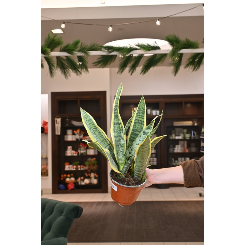 Sansevieria Lauren|6″