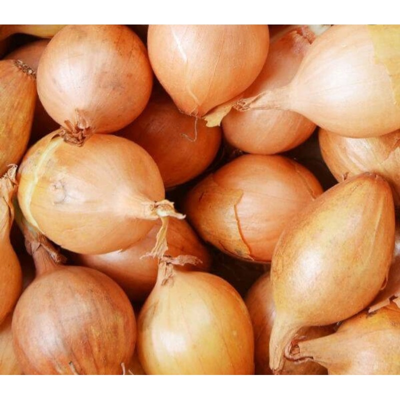Setton Onion Sets – 50 Sets