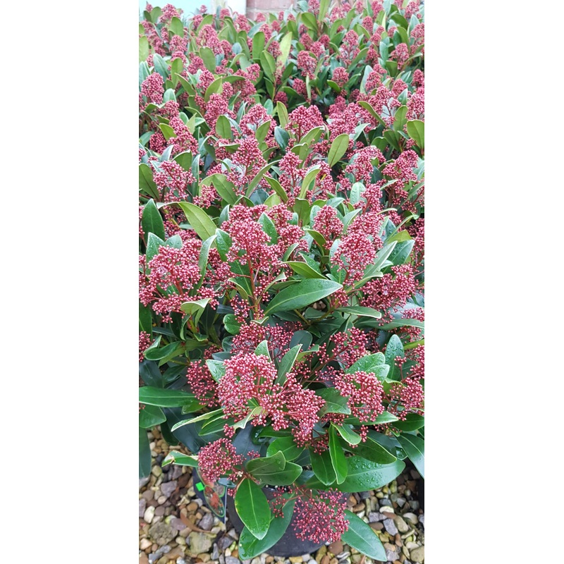 Skimmia japonica Rubella (Large) x 1