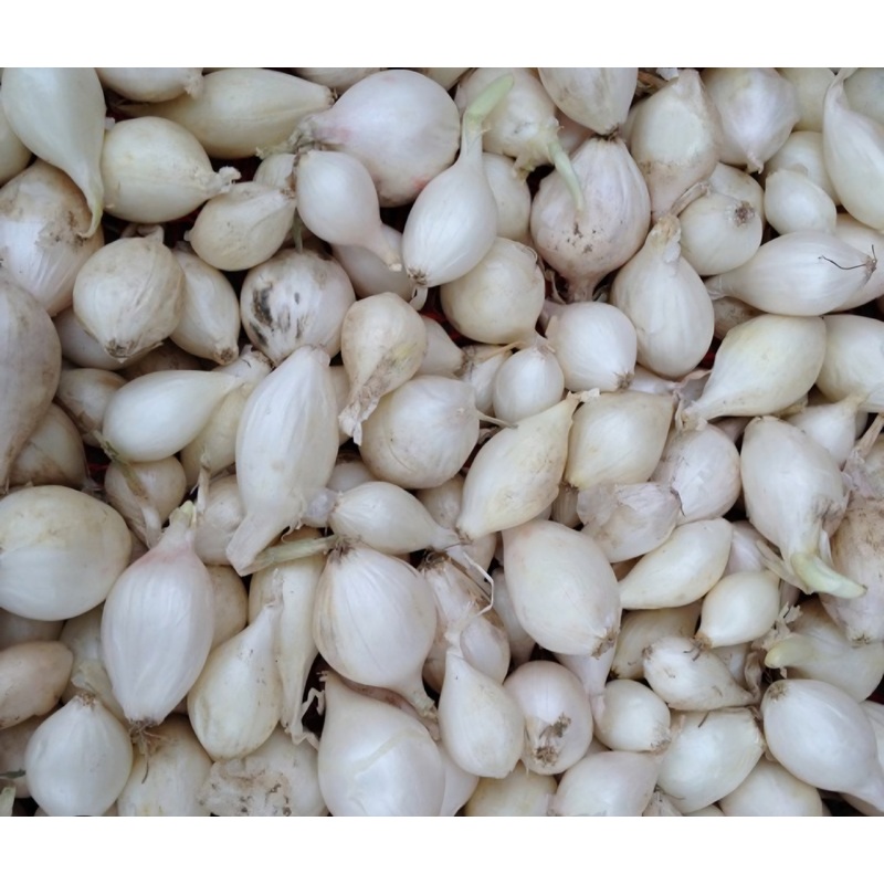 Snowball Onion Sets – 40 Sets