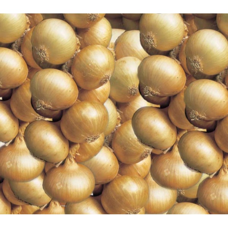 Sturon Onion Sets – 50 Sets