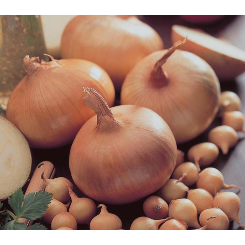 Stuttgarter Onion Sets – 50 Sets