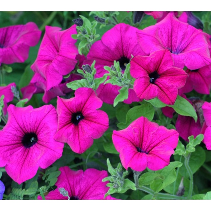 Surfinia Giant Purple – 10.5cm Pot