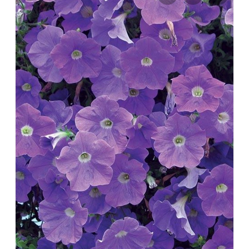 Surfinia Heavenly Blue – 10.5cm Pot