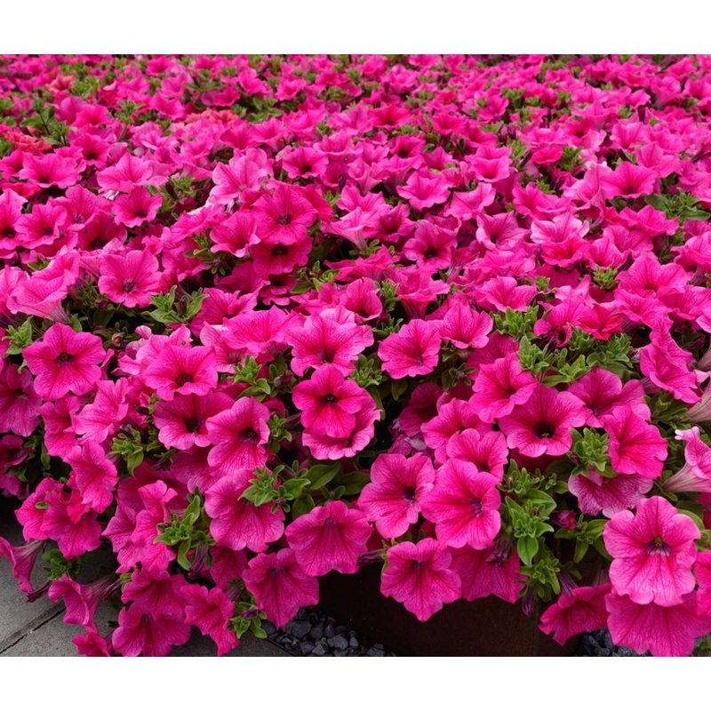 Surfinia Hot Pink – 10.5cm Pot