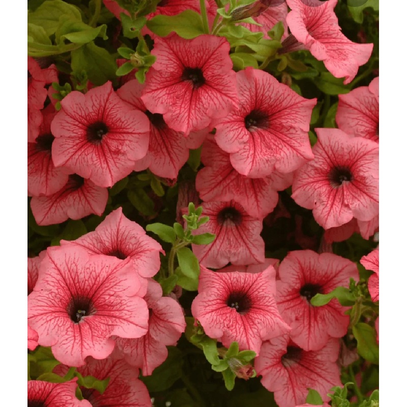 Surfinia Hot Red – 10.5cm Pot