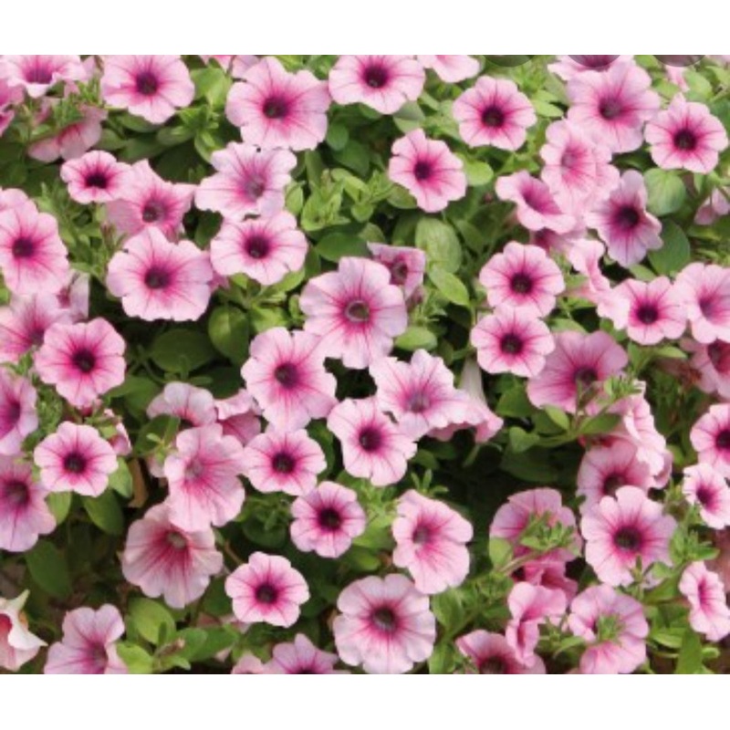 Surfinia Pink Vein – 10.5cm Pot