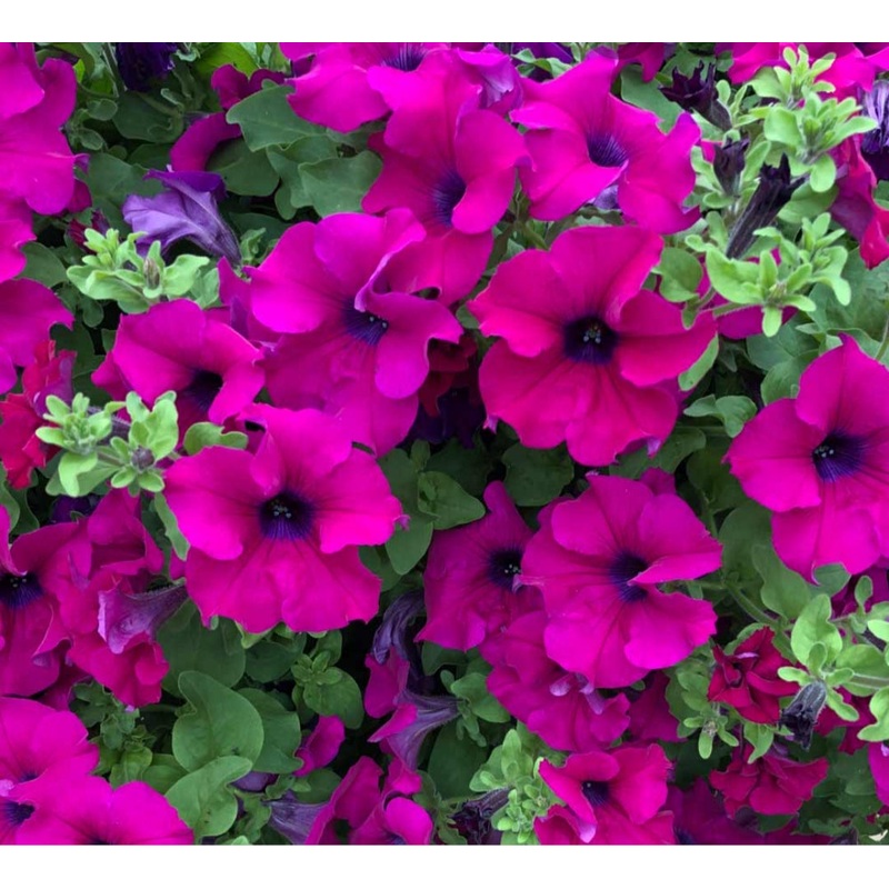 Surfinia Purple – 10.5cm Pot