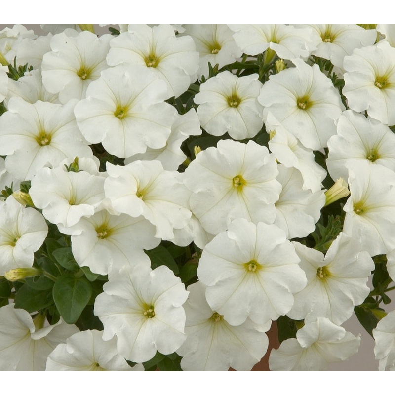 Surfinia Snow – 10.5cm Pot