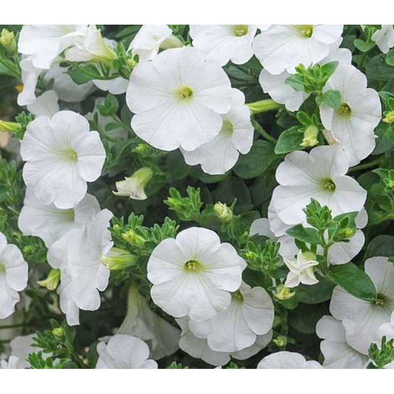 Surfinia White – 10.5cm Pot