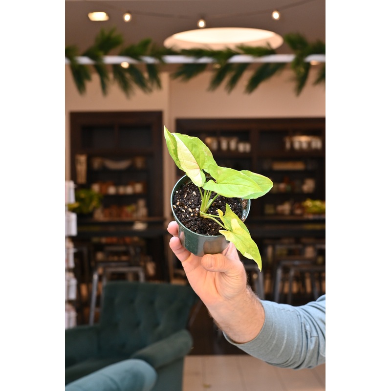 Syngonium Eclipse|4″