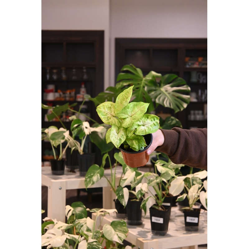 Syngonium Gold Illusion|4″