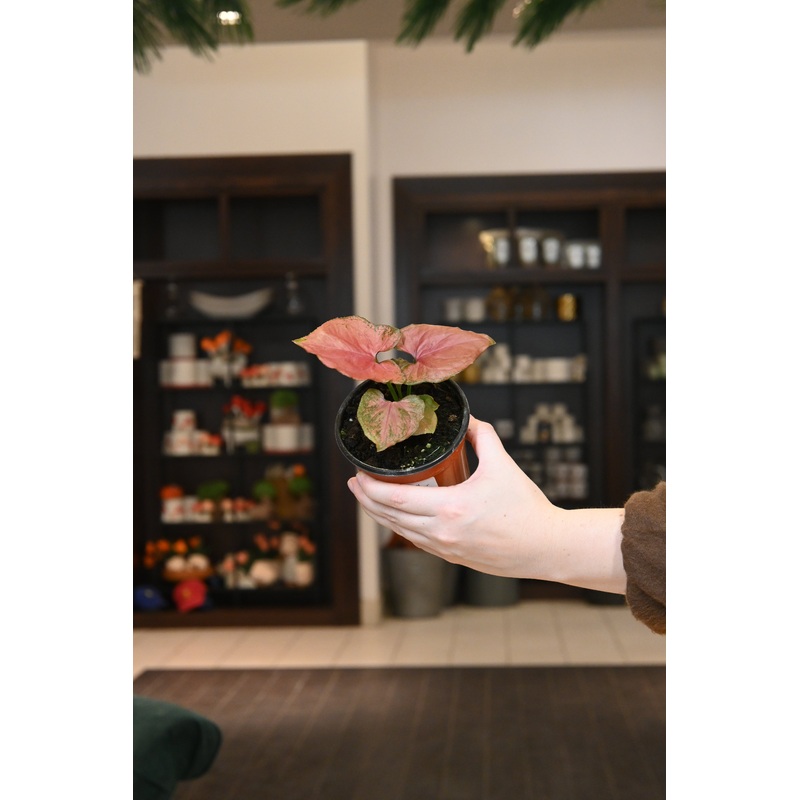 Syngonium Orm Nak Red|4″
