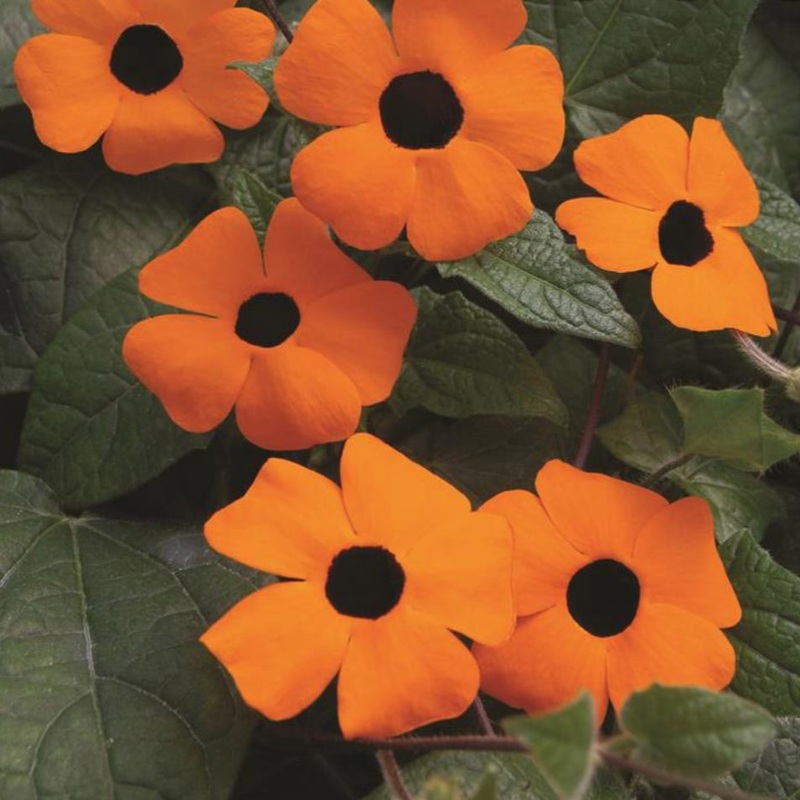 Thunbergia (Black-Eyed Susie) Orange Beauty – 1 Litre Pot