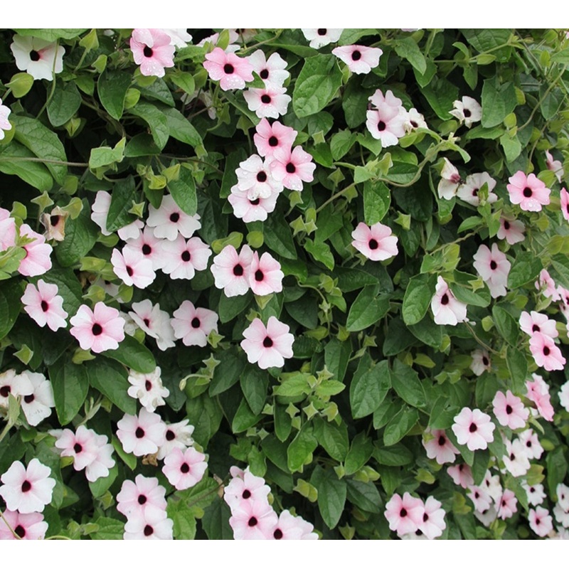 Thunbergia (Black-Eyed Susie) Sunny Susy Pink Beauty – 1 Litre Pot