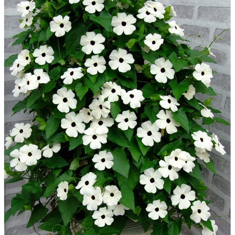 Thunbergia  (Black-Eyed Susie) Sunny Susy White Halo – 1 Litre Pot