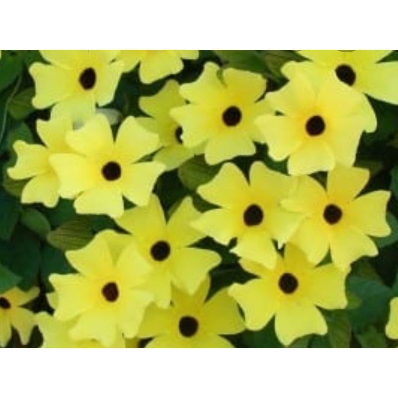 Thunbergia (Black-Eyed Susie) Sunny Susy Yellow Dark Eye – 1 Litre Pot